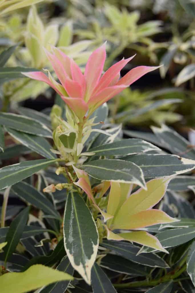 Pieris 'Flaming Silver' 20-30 cm